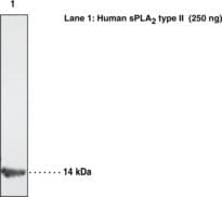 IHC-plus™ PLA2G2A / SPLA2 Antibody