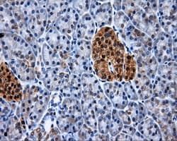 XRCC1 Antibody (clone OTI2D8)