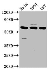 NETO1 Antibody