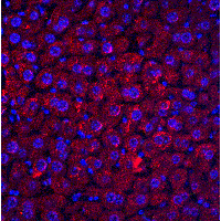 RYBP Antibody