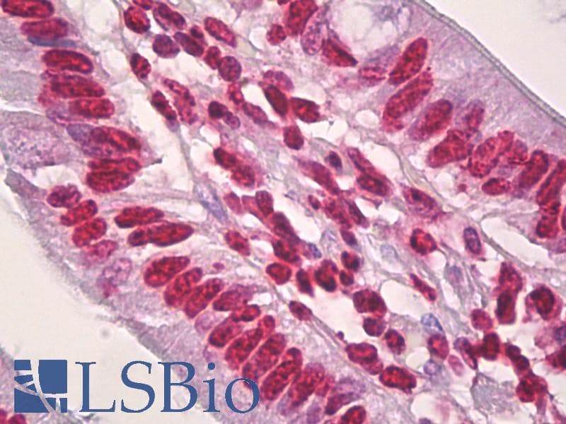 IHC-plus™ Histone H3 Antibody (aa11-60)