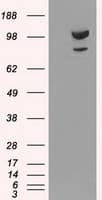ACTN1 Antibody (clone OTI7A4)