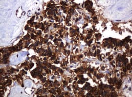 POGK Antibody (clone OTI6D5, Carrier-free)