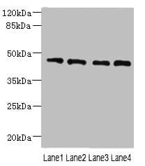 NOL4L Antibody