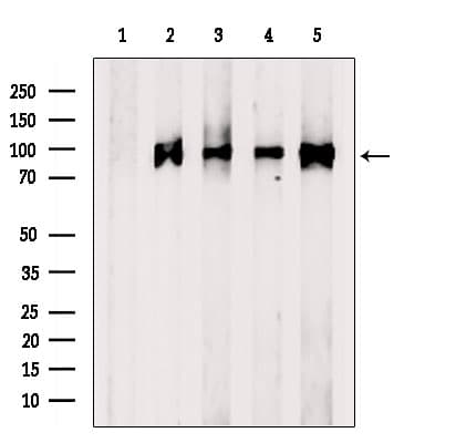 CRACR2A / EFCAB4B Antibody