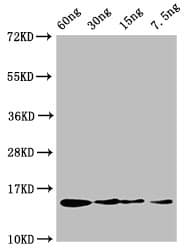 Profilin Antibody