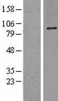 Dipeptidylpeptidase 10 / DPP10 Protein (Over-Expression Lysate Myc-DDK (Flag))
