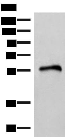 FAM134B Antibody