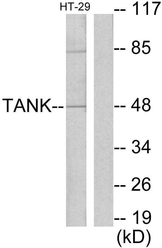 TANK Antibody