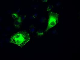 Monoclonal Mouse anti-Human IRF3 Antibody (clone OTI2G3, IHC, IF, WB)
