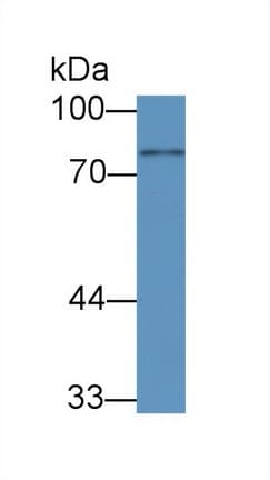 POU2F1 / OCT1 Antibody (aa128-391, Biotin)