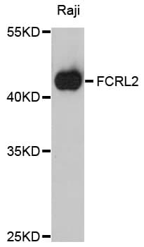 FCRL2 / IRTA4 Antibody