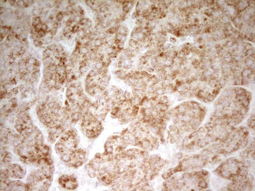 MRRF Antibody (aa56-262, clone OTI1D5, Carrier-free)