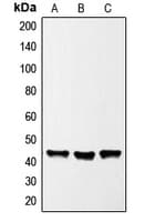 GATA1 Antibody (Internal)