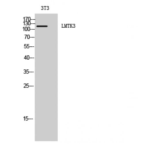 LMTK3 Antibody (1220-1300 aa, C-terminal)