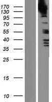 SRGAP3 Protein (Over-Expression Lysate Myc-DDK (Flag))
