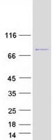 Human PABPC1 / PABP1 Protein (Recombinant Myc-DDK (Flag))