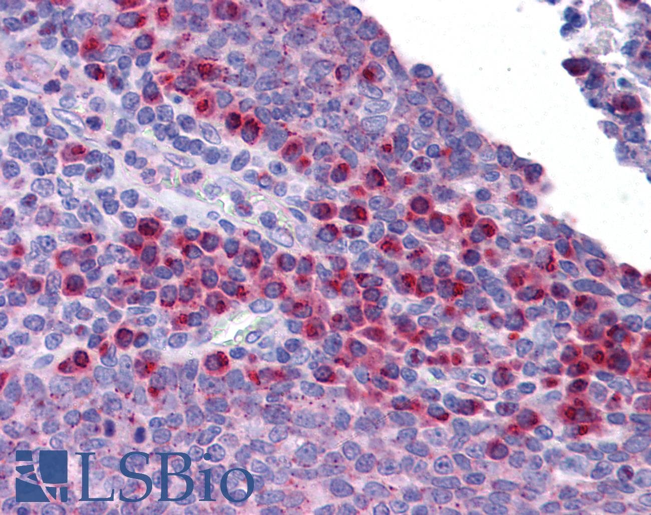 IHC-plus™ SCRN3 Antibody