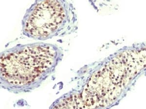 TS / Thymidylate Synthase Antibody (clone TYSY9, Azide-free, BSA-free)