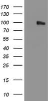 PECAM-1 / CD31 Antibody (clone OTI2B5)