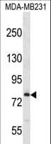 MED17 / TRAP80 Antibody (aa332-361)