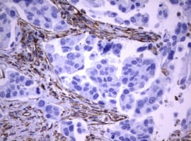 Vimentin Antibody (clone OTI1A9)