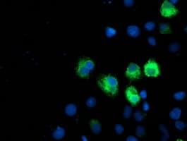 ILVBL Antibody (clone OTI8A12)