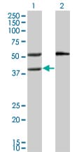 MVK Antibody (clone 2C5)