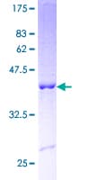 Human SUB1 Protein (Recombinant GST)