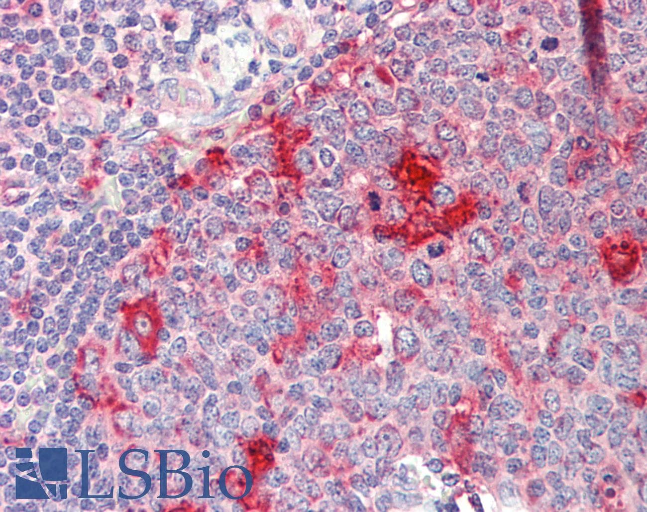 RPS14 / Ribosomal Protein S14 Antibody (FITC)