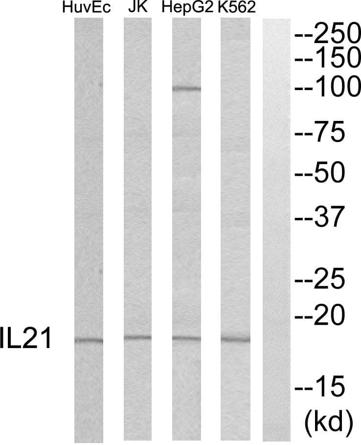 IL21 Antibody