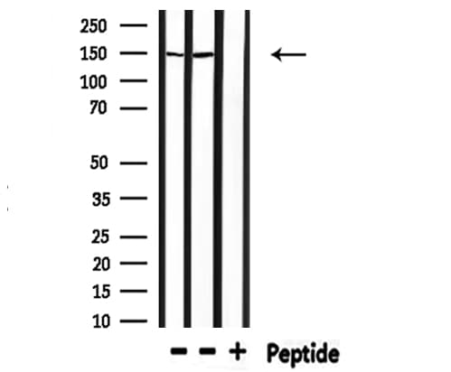 Raptor / Mip1 Antibody
