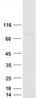 Human ARNTL / BMAL1 Protein (Recombinant Myc-DDK (Flag))