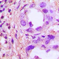 TRIP13 Antibody (C-Terminus)