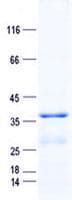 Human PROK1 / EG-VEGF Protein (Recombinant GST, N-terminus + His, C-terminus)