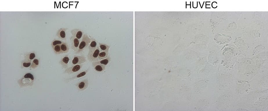 GATA3 Antibody (aa155-443, clone OTI4D5, Carrier-free)