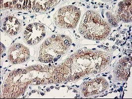 SERPINB13 / HUR7 Antibody (clone OTI2B6)