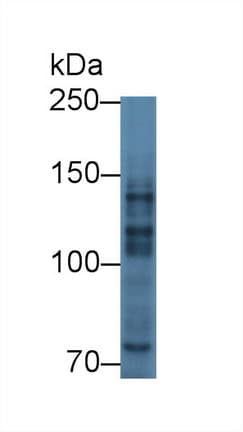 MYT1 Antibody (aa905-1127)