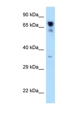 RARS Antibody (C-Terminus)