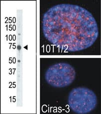 RPS6KA4 / MSK2 / RSK-B Antibody (aa322-354)