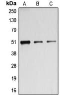 BAG5 Antibody (N-Terminus)