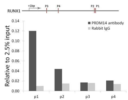 PRDM14 Antibody