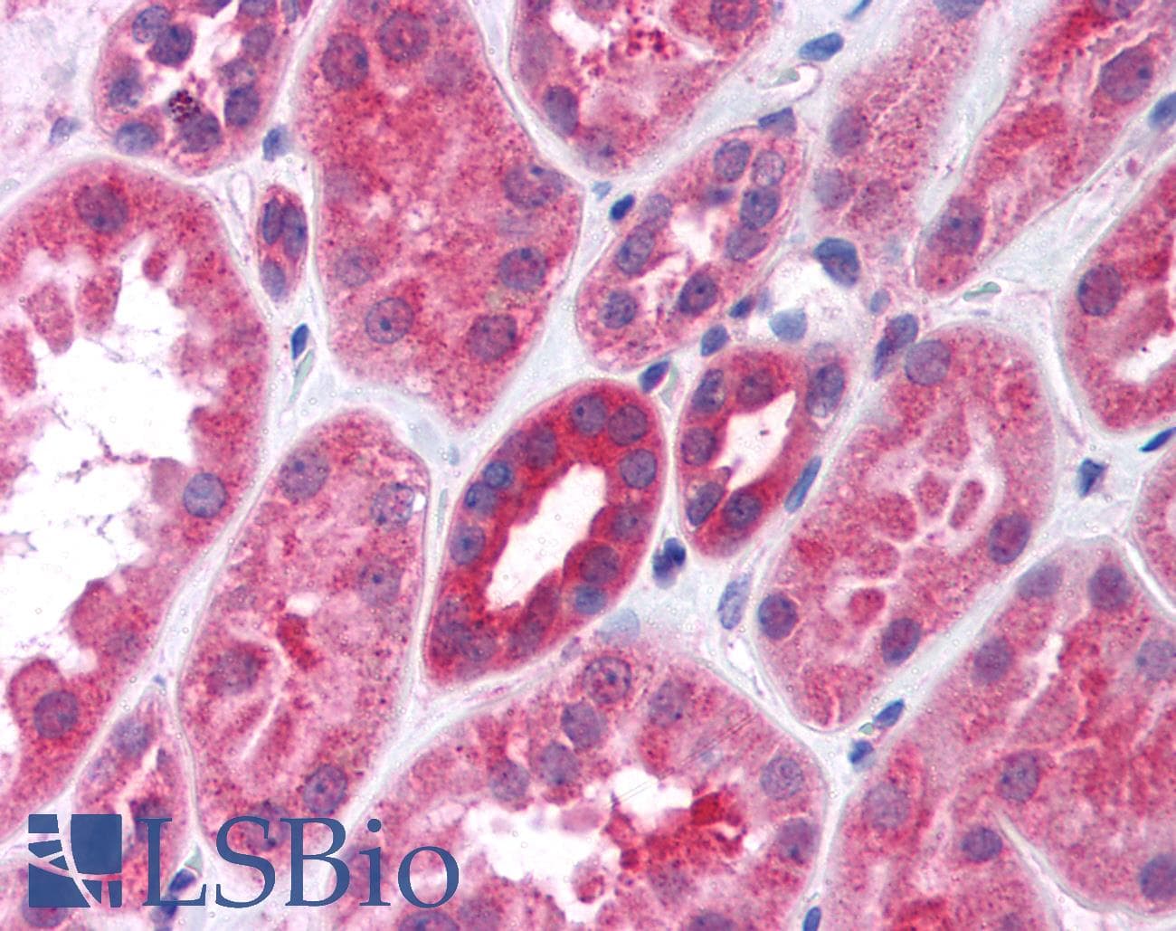 IHC-plus™ Gi Alpha 1/2 Antibody (aa345-354)