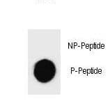 CASP3 / Caspase 3 Antibody (phospho-Ser26)
