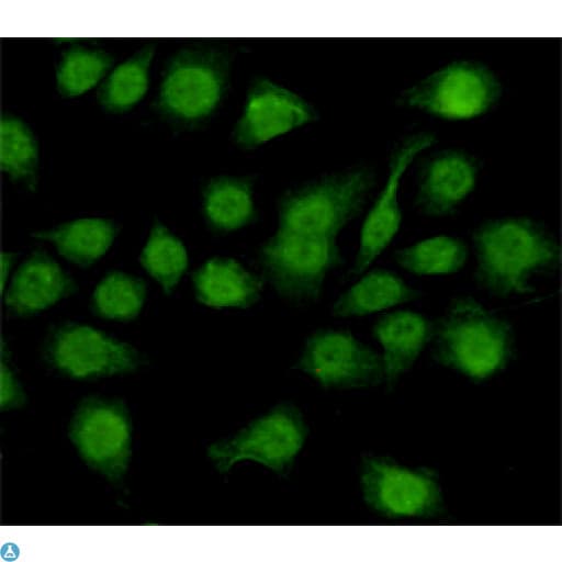 NFI / NFIC Antibody