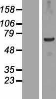 TSGA10IP Protein (Over-Expression Lysate Myc-DDK (Flag))