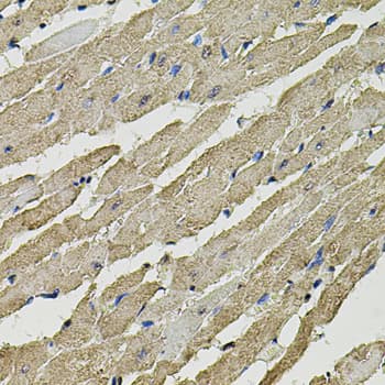 SMN2 Antibody