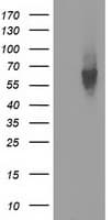 EXD1 Antibody (clone OTI3H7)