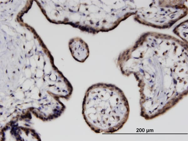 CITED4 Antibody (clone 4F6)