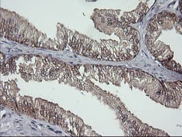 DDT / Dopamine Tautomerase Antibody (clone OTI3A11)